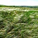 Радищевский  район.Степь ковыльная